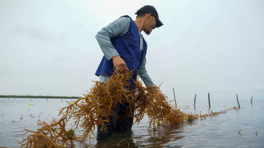 Pagsalba ng Industriya ng Seaweed sa Pilipinas