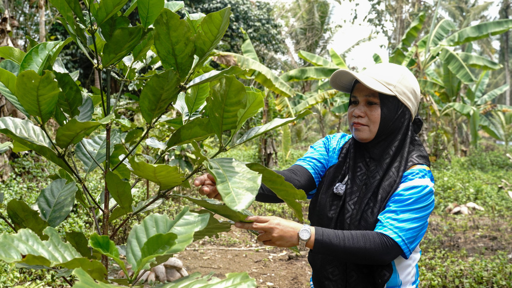 Between coffee and harvest, women carry the wait